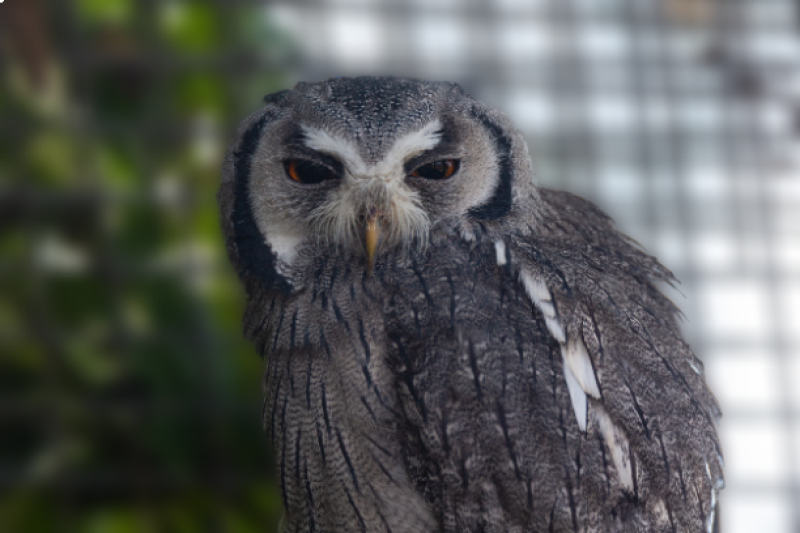 Noordelijke witwangdwergooruil - De Zonnegloed - Dierenpark - Dieren opvangcentrum - Sanctuary Noordelijke witwangdwergooruil - De Zonnegloed - Dierenpark - Dieren opvangcentrum - Sanctuary